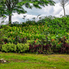Sunken Garden