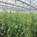 Galilee Farm