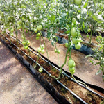 Galilee Farm
