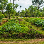 Malipayon Farm