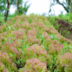 Malipayon Farm